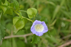 Nicandra physalodes